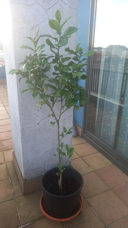 Atico 2 Terrazas Lemasalud Διαμέρισμα Ares Εξωτερικό φωτογραφία